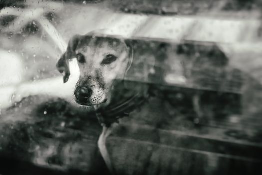 Dog looking outside a car window
