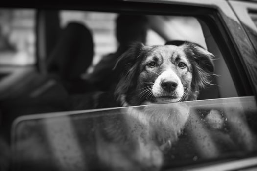 Curious dog is looking out a car window.