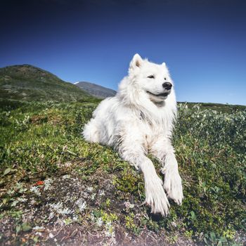 Relaxed dog in the lapland mountains, Sweden