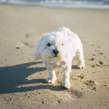 White little dog at a sandy beach