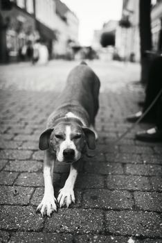 Tired dog stretching in the street