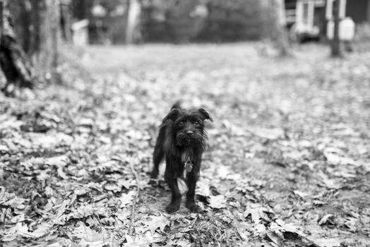 Black dog guarding the property