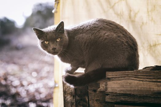 Grey cat is sitting in a barn