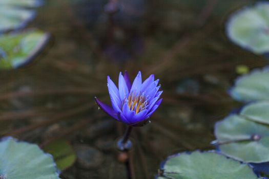 Blue star water lily, Nymphaea nochali, floats in a pond with its lily pads in Southern California