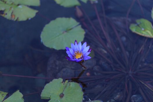 Blue star water lily, Nymphaea nochali, floats in a pond with its lily pads in Southern California