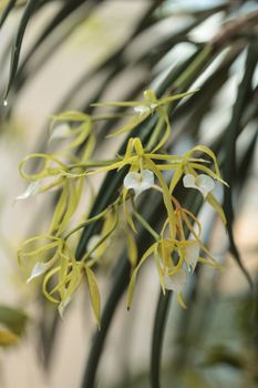 White lady of the night orchid, Brassavola nodosa, blooms in a greenhouse is spring