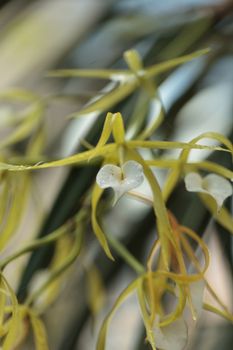 White lady of the night orchid, Brassavola nodosa, blooms in a greenhouse is spring
