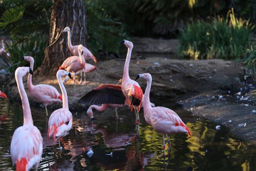 The Chilean flamingo, Phoenicopterus chilensis, is bright pink freshwater bird.