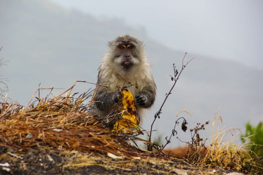 Monkey searching garbage for food in mountain