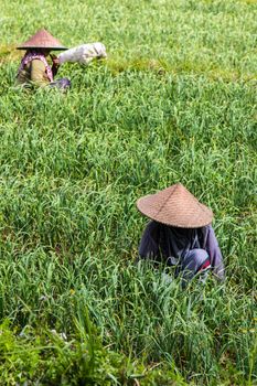 farmers working grow onion in a field