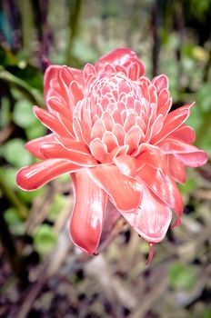 Tropical red flower torch ginger