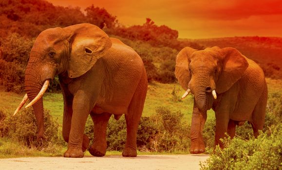 Two elephant bulls walking in a safari park in South Africa at sunset.