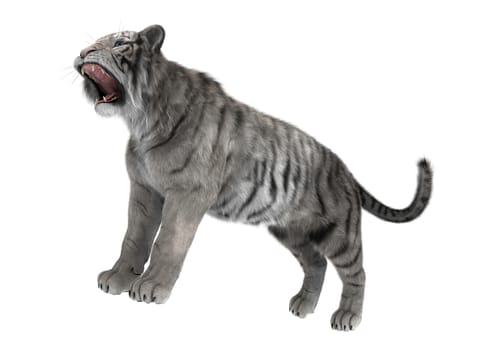 3D digital render of a white tiger roaring  isolated on white background