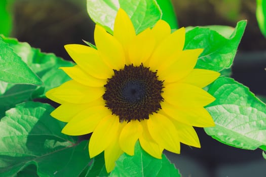 The background image of the colorful flowers, background nature