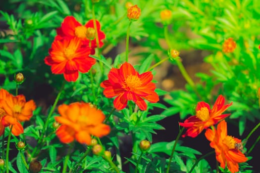 The background image of the colorful flowers, background nature