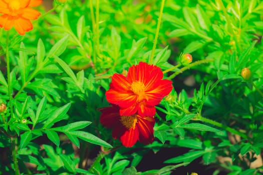 The background image of the colorful flowers, background nature