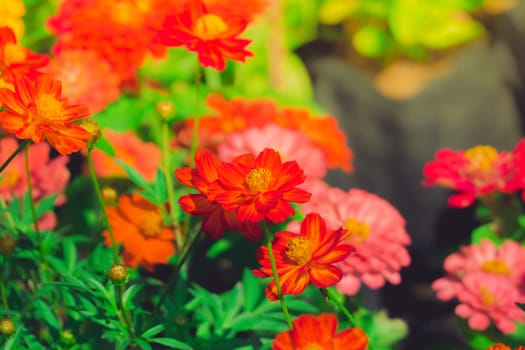 The background image of the colorful flowers, background nature