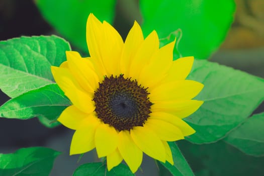 The background image of the colorful flowers, background nature