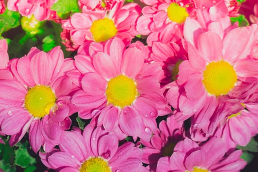 The background image of the colorful flowers, background nature