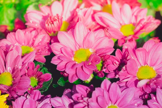 The background image of the colorful flowers, background nature