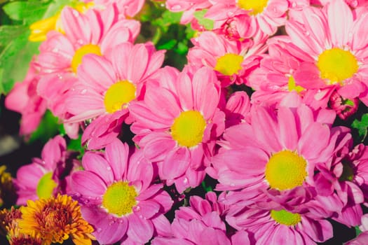 The background image of the colorful flowers, background nature