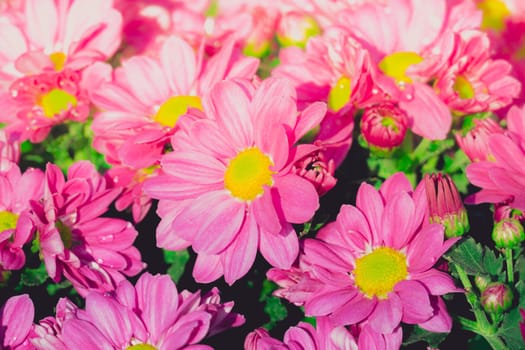 The background image of the colorful flowers, background nature