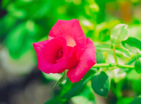 Roses in the garden filtered, Roses are beautiful with a beautiful sunny day.