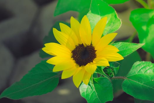 The background image of the colorful flowers, background nature