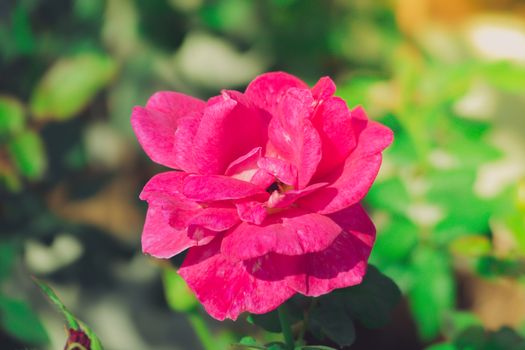 Roses in the garden filtered, Roses are beautiful with a beautiful sunny day.