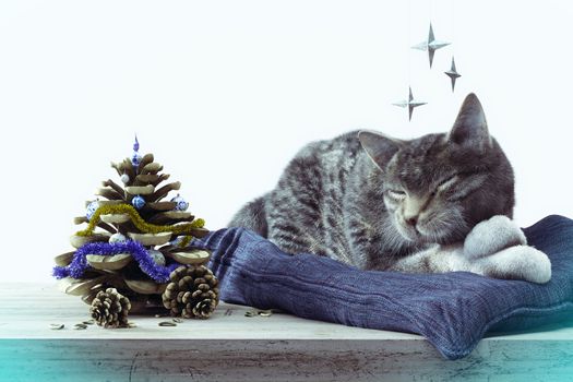 Sleeping cat with pine cone as New year tree concept composition