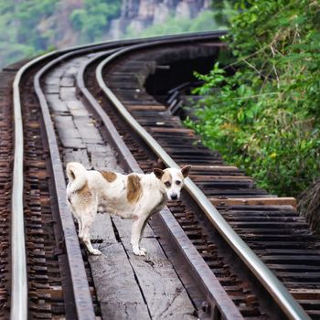 Thai dog stand in the Death railway track at Kanchanaburi , Thailand