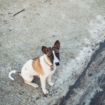 Thai dog sit on the cement floor