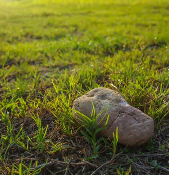 rock on green field at sunrise