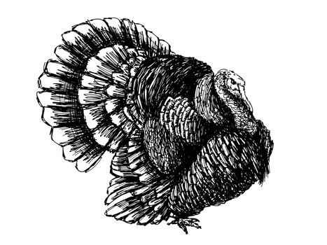 image of turkey , hand drawn vector on white background