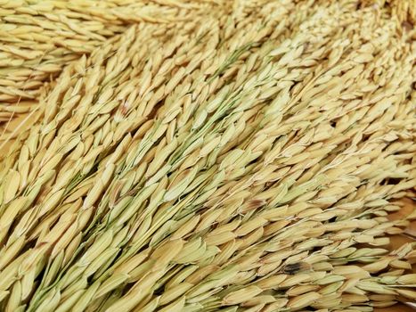 ear of rice , use  for background