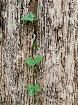 old wood fence with Cucurbitaceae