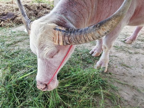 white water buffalo eat grass in cowshed