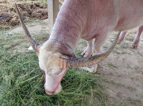 white water buffalo eat grass in cowshed