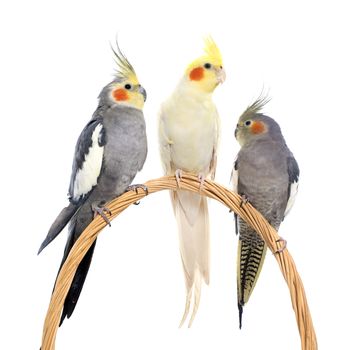 three cockatiel playing in front of white background