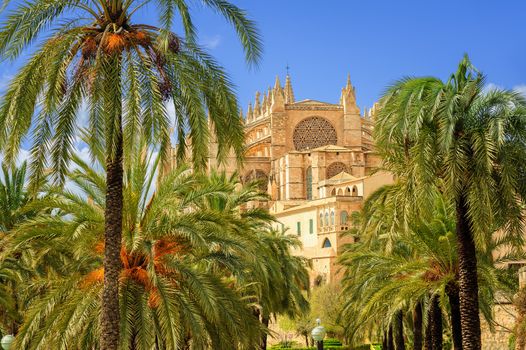 La Seu, the medieval gothic cathedral of Palma de Mallorca, in the palm tree garden, Spain
