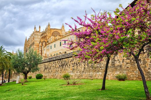 Red blooming cherry tree in front of La Seu, the cathedral of Palma de Mallorca, Spain