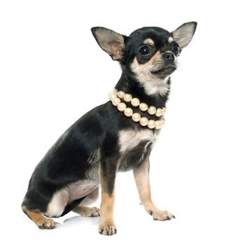 purebred puppy chihuahua in front of white background