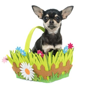 purebred puppy chihuahua in front of white background