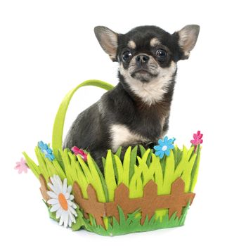 purebred puppy chihuahua in front of white background