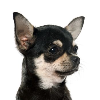 purebred puppy chihuahua in front of white background