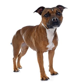 stafforshire bull terrier in front of white background