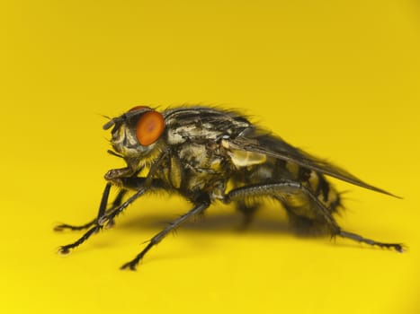 Fly on a yellow background-macro