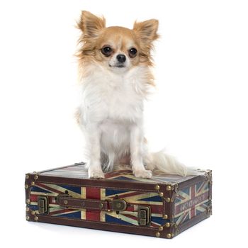 purebred female chihuahua in front of white background