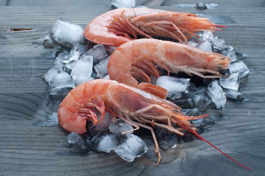Fresh prawns lying on a bed of ice, italy
