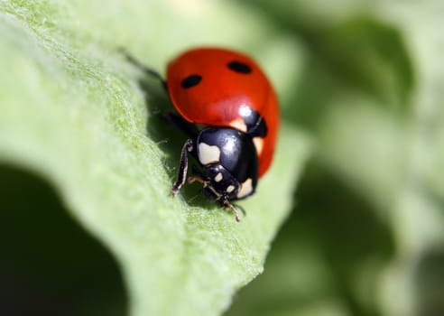 Close up of Red Ladybug